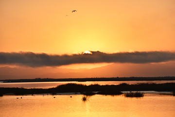 Fototapeta na wymiar Gorgeous Northern California Wetland Sunrise High Quality 