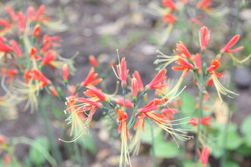 Red spider lily flowers