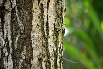 arbre texture