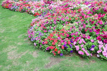 Colorful petunia in garden