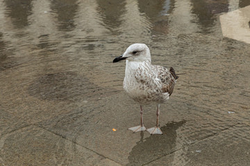 sea gull in Venice