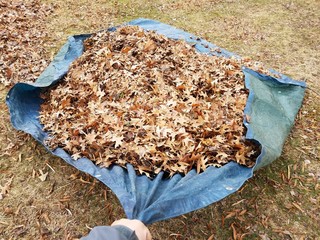 hand pulling blue tarp and fallen brown leaves in autumn or winter