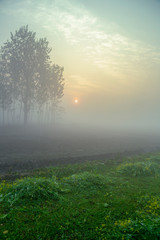 Fototapeta na wymiar foggy morning view of mustard field in rural india in winters