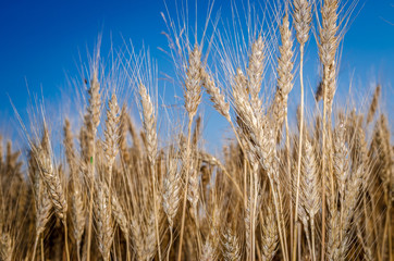 Ripe wheat against a blue sky