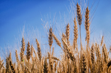 Ripe wheat against a blue sky