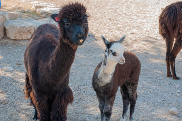 Smiling black alpaca with a white brown alpaca baby