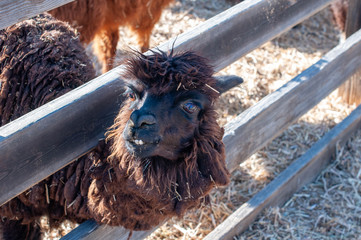 Dark brown smiling alpaca through the fence