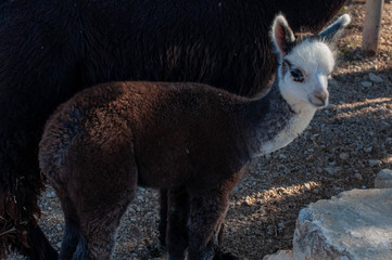 Baby white and brown alpaca