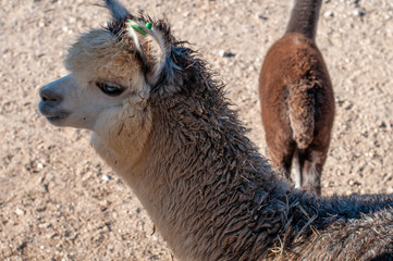 Alpacas