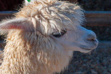 White alpaca portrait 01