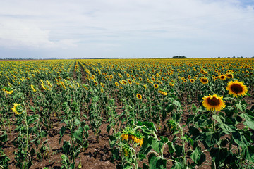 green field of sunflowers on a farm to harvest