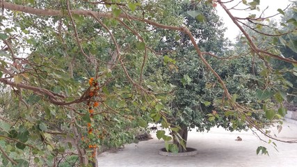 Trees and Animals at the Gokol of UttarPradesh in India