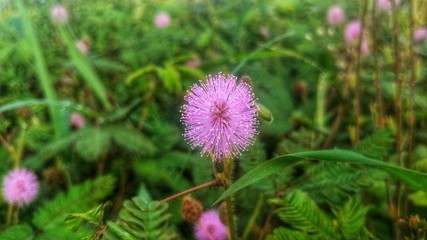Mimosa pudica is a herbaceous plant that has the efficacy of being an herbal medicine - Image
