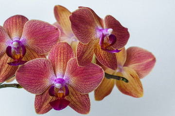 Fototapeta na wymiar Pink phalaenopsis orchid on a white background. Exotic Orchid Flowers Macro