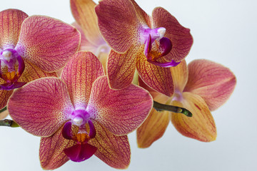 Pink phalaenopsis orchid on a white background. Exotic Orchid Flowers Macro