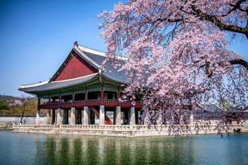 gyeongbokgung palace in spring at seoul city south korea