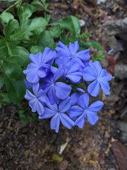 blue flowers in the garden