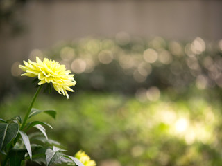 Obraz na płótnie Canvas A close-up photo of single yellow dahlia flower blooming in a garden