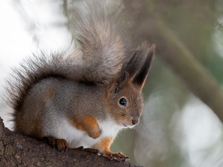 squirrel