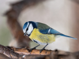 blue tit