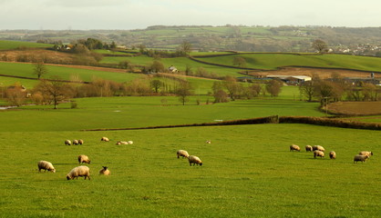 Obraz premium Flock of sheep grazing on the farmland in Devon