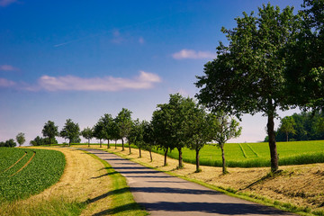 Bodanrück Landschaft Baumallee am Bodensee