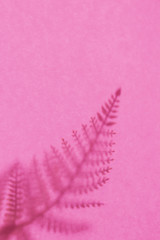 Background with shadow of the frond. Copy space. Place for text and design. 