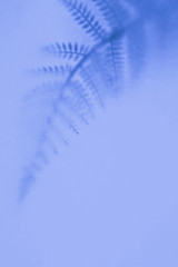 Background with shadow of the leaf. Out of focus. Blue fern