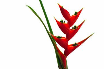 Red Heliconia wagneriana flower isolated on white background.