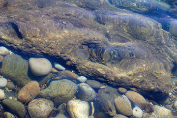 A small jellyfish between the rocks in the water.