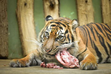 Tiger is eating his snack in zoo. It was christmas day so he got christmas presents.