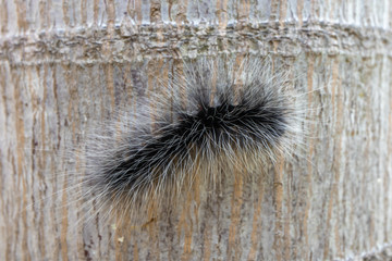 Black slug worm on the tree