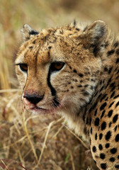 Portrait of a Cheetah while eating a Thomsans gazelle, Masai Mara, Kenya