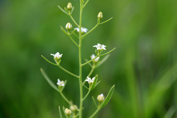 The Thesium linophylloon grwoing on a xerothermic grassland in southern Poland.