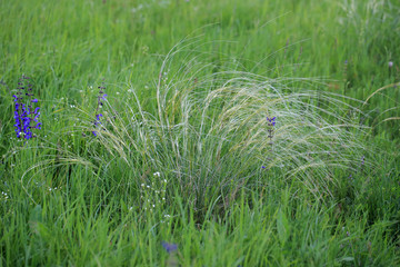 Ostnica powabna (Stipa pulcherrima) na murawie kserotermicznej koło Buska-Zdroju © andrzej_67