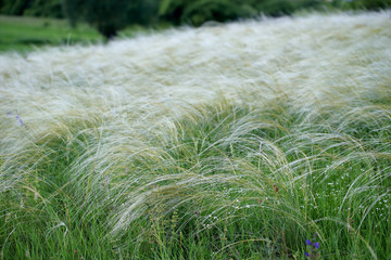 Ostnica powabna (Stipa pulcherrima) na murawie kserotermicznej koło Buska-Zdroju