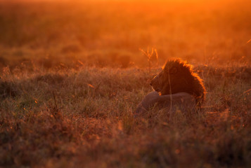 A back lit images of Lion king at Masai Mara, Kenya