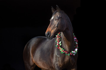 Bay horse in christmas decoration wreath on black background