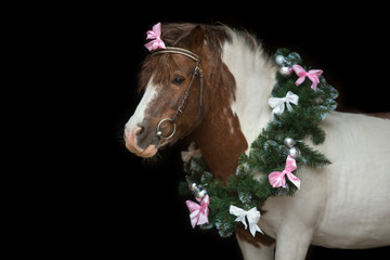 portrait of a horse