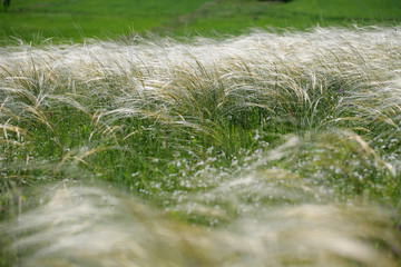 Grey-Sheathed Feather Grass in Poland.