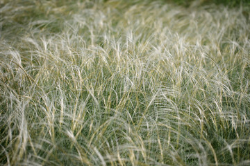 Ostnica powabna (Stipa pulcherrima) na murawie kserotermicznej koło Buska-Zdroju © andrzej_67