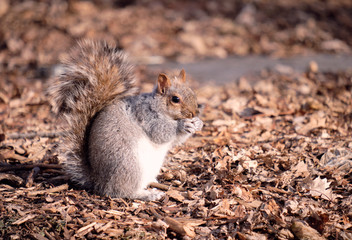 Naklejka na ściany i meble A fatten up Easter gray squirrel (Sciurus carolinensis) ready for winter, on hind legs sideways front paws covering mouth in full winter sunshine