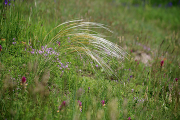 Ostnica powabna (Stipa pulcherrima) na murawie kserotermicznej koło Buska-Zdroju © andrzej_67