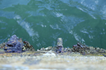 Krebse Krabbe am Hafenbecken