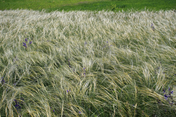 Ostnica powabna (Stipa pulcherrima) na murawie kserotermicznej koło Buska-Zdroju © andrzej_67