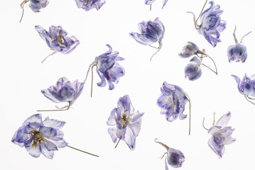 dry flowes on the white