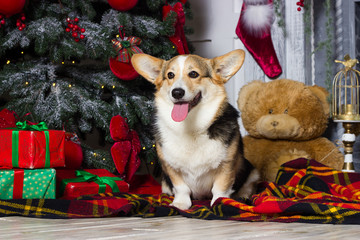 welsh corgi dog near the christmas tree