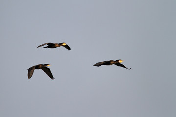 The great cormorant in flight