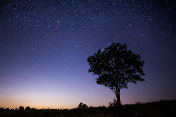 tree under stars