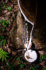 Latex in black cups from rubber tapping